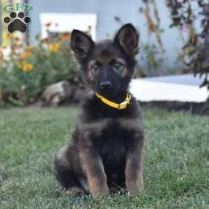 Everly, German Shepherd Puppy